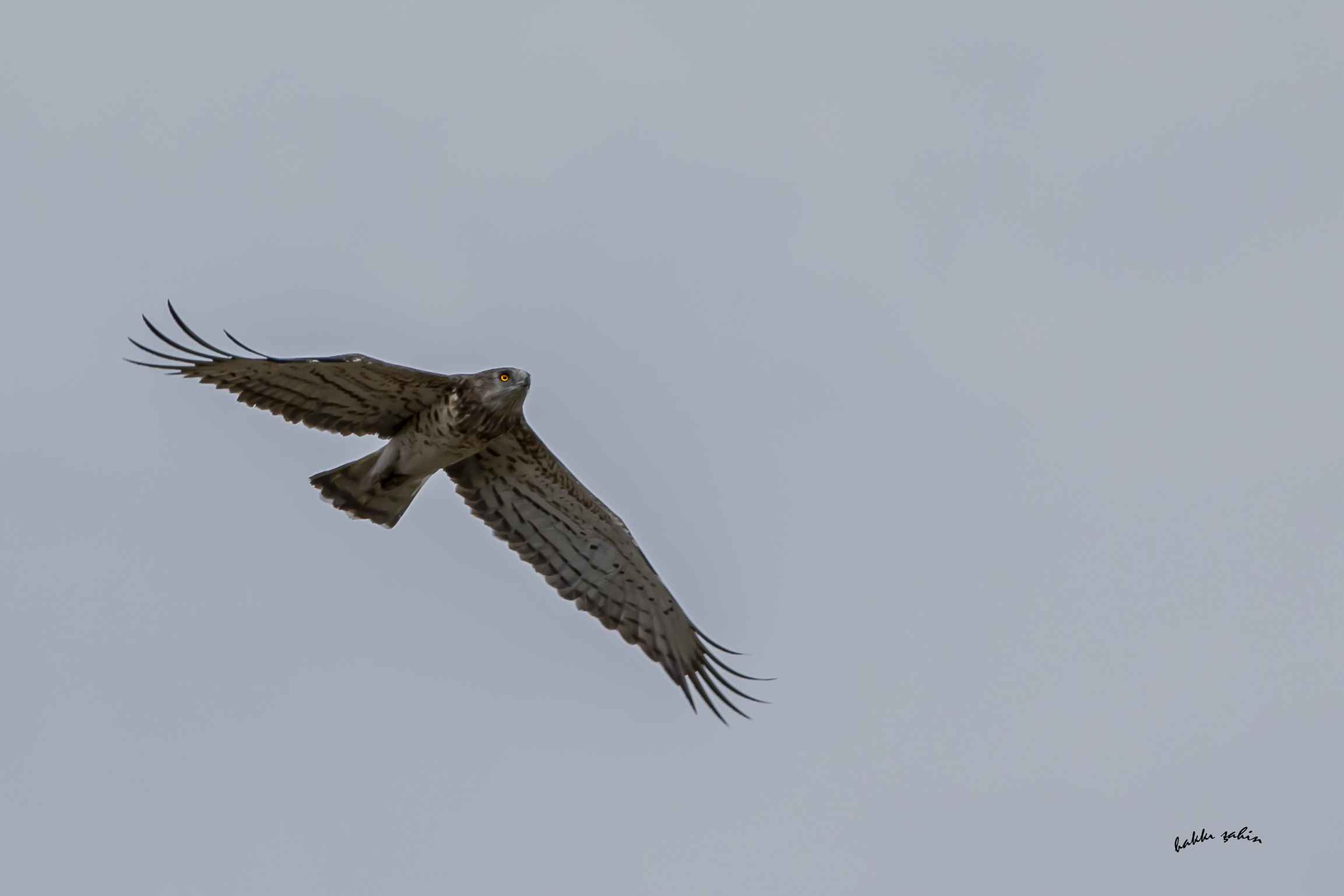 Short-toed Snake-Eagle